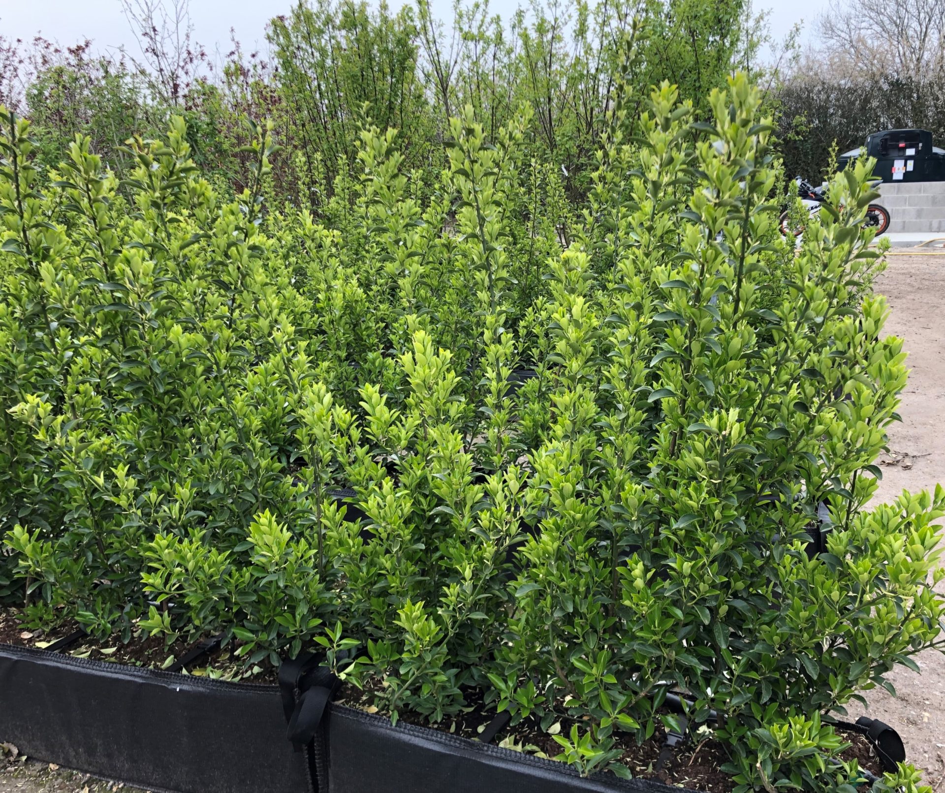 Instant Hedges Euonymus Japonicus Japanese Spindle Trough